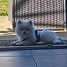 Bella a rejoint le concours — aidez-le/la à gagner de superbes lots ! puppy, dog, white_fur, fluffy, small_dog, lying_down, outdoor, patio, glass_door, doorway, sunlight, grass, pavement, wicker_chair, drain, shadow, portrait, pet, cute, animal