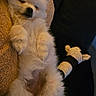 Bella participe au concours pour gagner de l'argent avec cette photo : puppy, dog, sleeping, fluffy, white_fur, small_dog, pet, animal, couch, blanket, pillow, indoor, cozy, relaxed, belly_up, paws, black_nose, portrait, cute, nap