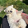 puppy, dog, small_dog, fluffy, white_fur, belly_up, lying_down, paws, outdoor, grass, sunlight, lap, person, tattoo, portrait, cute, adorable, pet, playful, close_up