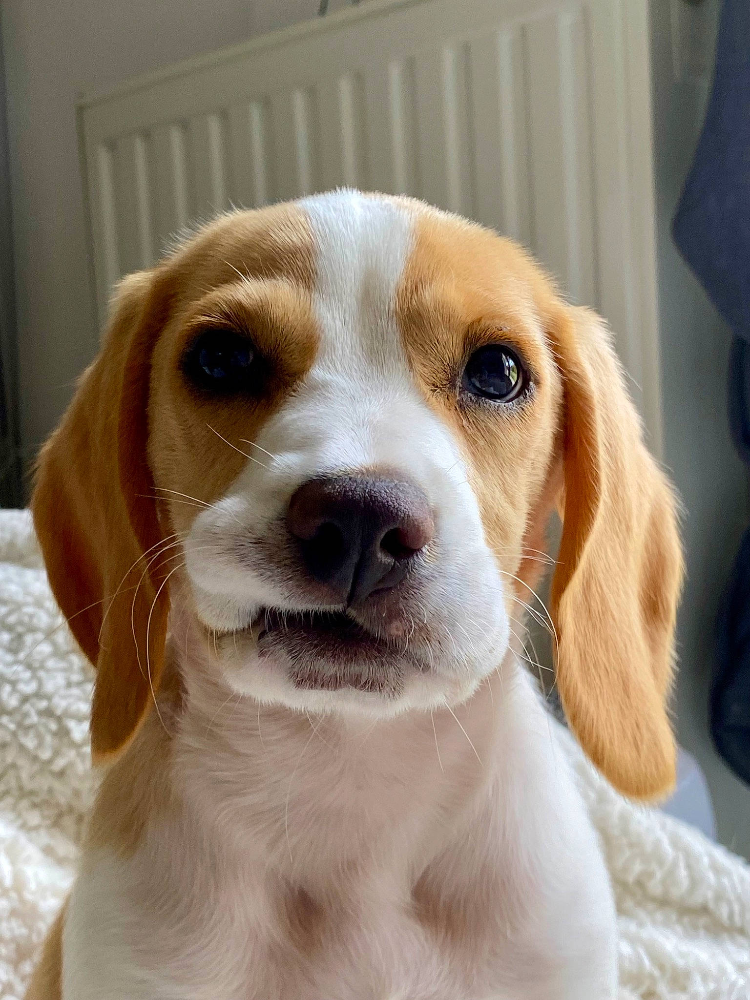 Gucci a rejoint le concours — aidez-le/la à gagner de superbes lots ! canidae, carnivore, companion_dog, dog, dog_breed, fawn, hound, hunting_dog, scent_hound, sporting_group, terrestrial_animal, whiskers, working_animal