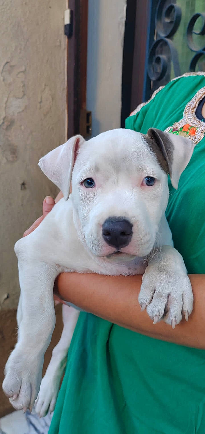 Vicky participe au concours pour gagner de l'argent avec cette photo : animal, bodypart, boxer, bulldog, canine, clothing, dog, face, finger, glove, head, hound, person, pet, photography, pitbull, portrait, puppy, t_shirt, whitedog