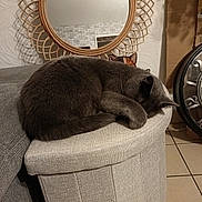 Salem Et Milo participe au concours pour gagner de l'argent avec cette photo : cat, cozy, curled_up, decor, fabric, furniture, gray_cat, hidden_cat, home, household_item, indoor, mirror, ottoman, paw, pet, relaxation, resting, sleeping, tile_floor, wall