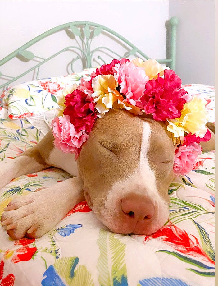 Luna joined the competition — help win amazing prizes! american_pit_bull_terrier, canidae, carnivore, companion_dog, dog, dog_breed, ear, fawn, mammal, nap, non_sporting_group, pit_bull, puppy, puppy_love, snout, sporting_group