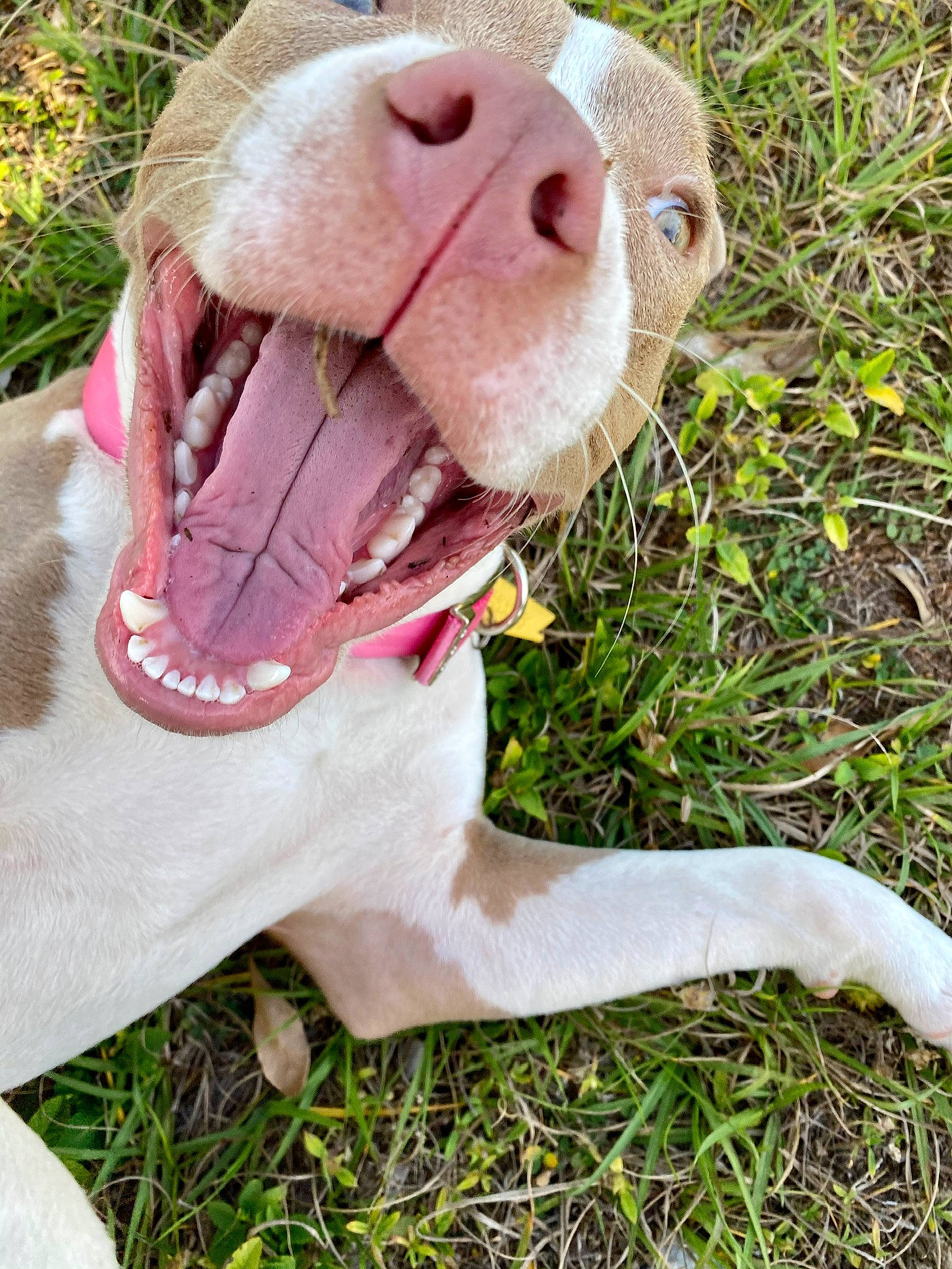 Luna is registered to the contest to win money with this photo: canidae, carnivore, dog, dog_breed, ear, fawn, grass, mouth, non_sporting_group, nose, pink, pit_bull, pointer, snout, sporting_group, tongue, weimaraner