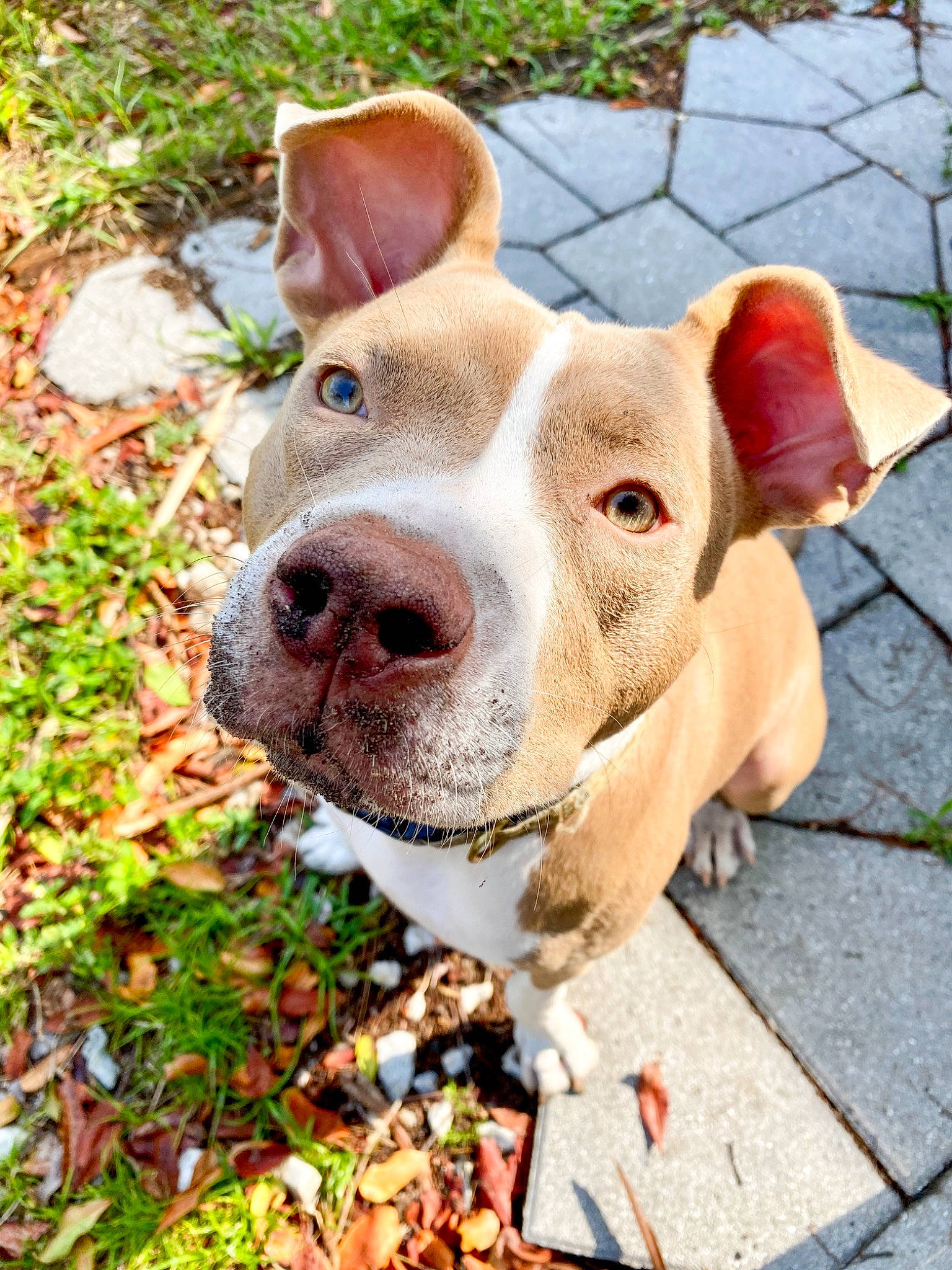 Luna is registered to the contest to win money with this photo: adventure, american_pit_bull_terrier, american_staffordshire_terrier, canidae, carnivore, catahoula_bulldog, companion_dog, dog, dog_breed, ear, fawn, grass, hunting_dog, mammal, non_sporting_group, nose, pit_bull, rare_breed_dog, snout, sporting_group