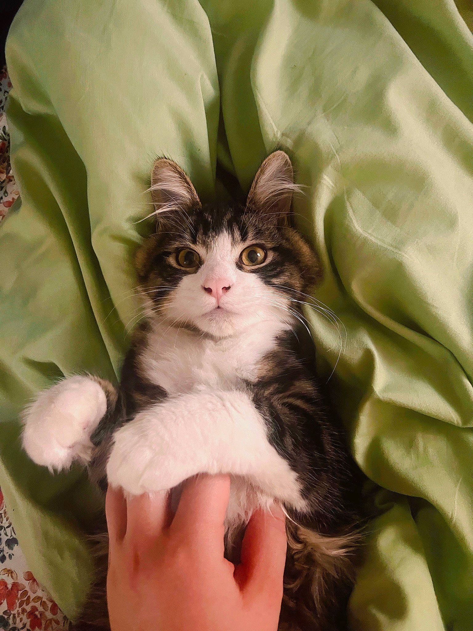 Mac joined the competition — help win amazing prizes! abdomen, carnivore, cat, claw, comfort, domestic_short_haired_cat, fawn, felidae, foot, formal_wear, fur, gesture, linens, nail, paw, plant, sitting, small_to_medium_sized_cats, tail, whiskers