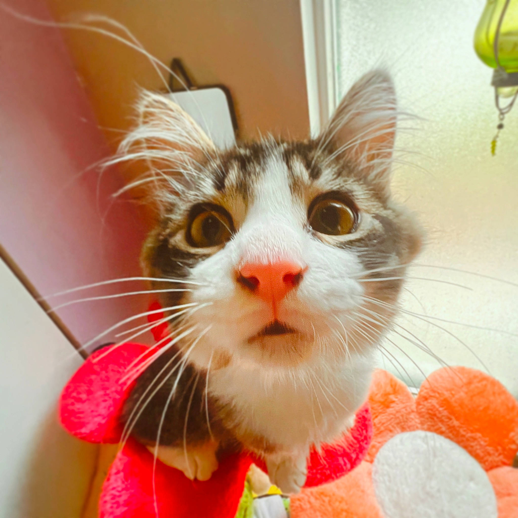 Mac joined the competition — help win amazing prizes! carnivore, cat, claw, collar, domestic_short_haired_cat, eye, felidae, fur, hair, head, human_body, paw, pet_supply, small_to_medium_sized_cats, snout, tail, whiskers, window