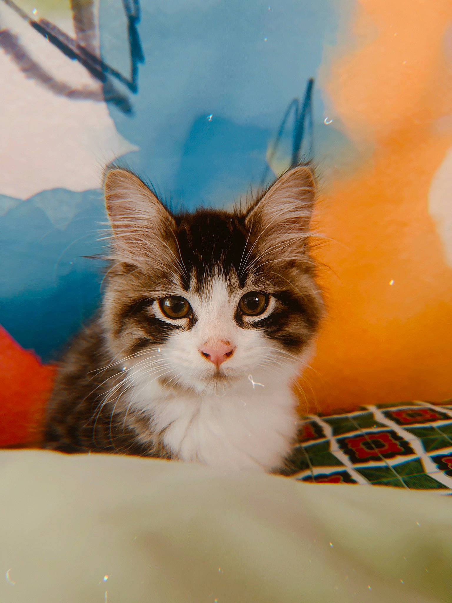 Mac joined the competition — help win amazing prizes! box, carnivore, cat, claw, domestic_short_haired_cat, fawn, felidae, fur, paw, plant, small_to_medium_sized_cats, snout, tail, tree, whiskers, window