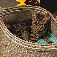 Boots joined the competition — help win amazing prizes! animal, canine, cat, dog, dogbed, kitten, pet