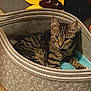 animal, canine, cat, dog, dogbed, kitten, pet