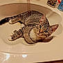 Boots is registered to the contest to win money with this photo: abyssinian, animal, art, basin, bathing, bathtub, bronze, cat, doublesink, hardwood, indoors, kitten, manx, person, pet, sink, sinkfaucet, tap, tub, wood