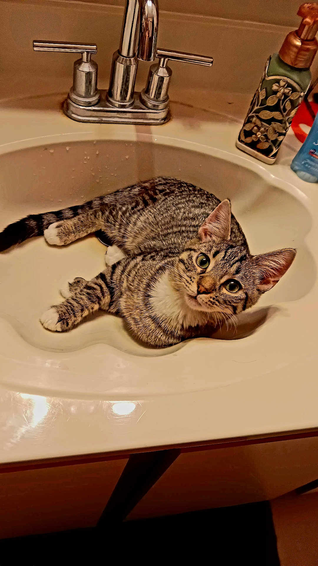 Boots is registered to the contest to win money with this photo: abyssinian, animal, art, basin, bathing, bathtub, bronze, cat, doublesink, hardwood, indoors, kitten, manx, person, pet, sink, sinkfaucet, tap, tub, wood