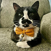 Jax joined the competition — help win amazing prizes! cat, tuxedo_cat, bow_tie, pet, animal, whiskers, indoor, couch, furniture, black_and_white, close_up, cute, domestic_cat, sitting, fluffy, portrait, relaxed, mustard, tag, bell