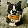 cat, tuxedo_cat, bow_tie, pet, animal, whiskers, indoor, couch, furniture, black_and_white, close_up, cute, domestic_cat, sitting, fluffy, portrait, relaxed, mustard, tag, bell
