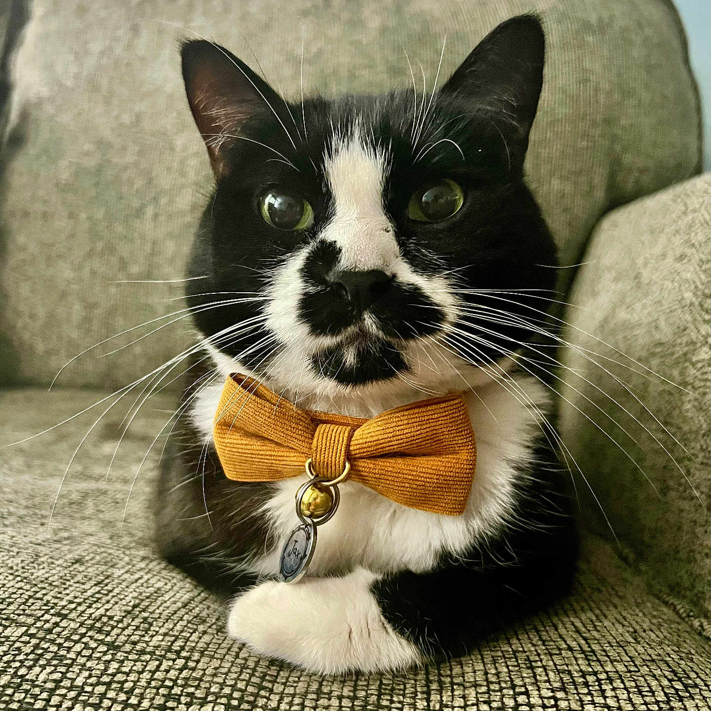 Jax joined the competition — help win amazing prizes! animal, bell, black_and_white, bow_tie, cat, close_up, couch, cute, domestic_cat, fluffy, furniture, indoor, mustard, pet, portrait, relaxed, sitting, tag, tuxedo_cat, whiskers