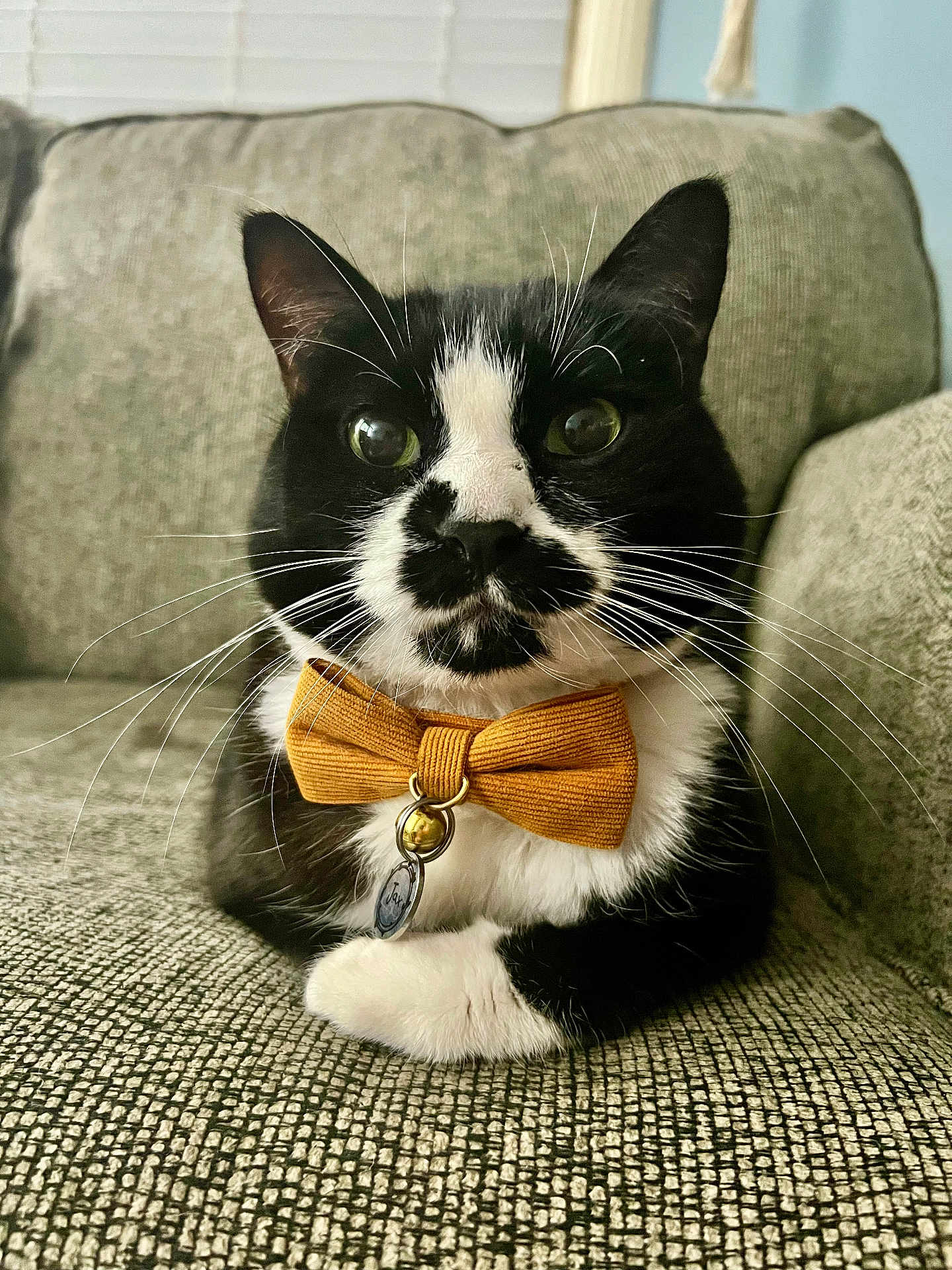 Jax joined the competition — help win amazing prizes! cat, tuxedo_cat, bow_tie, pet, animal, whiskers, indoor, couch, furniture, black_and_white, close_up, cute, domestic_cat, sitting, fluffy, portrait, relaxed, mustard, tag, bell