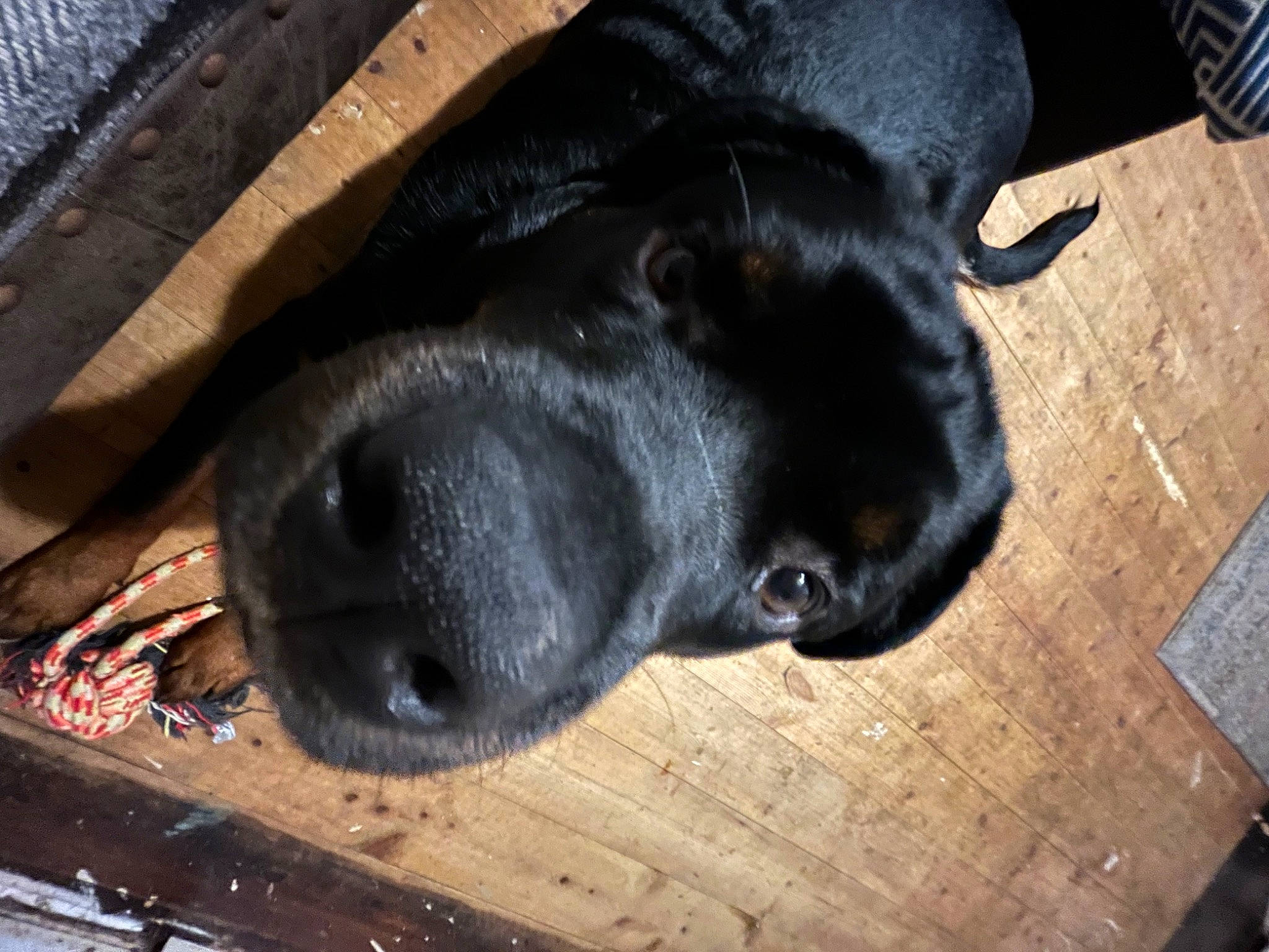 Tina joined the competition — help win amazing prizes! borador, canidae, carnivore, companion_dog, dog, dog_breed, flooring, foot, fur, gun_dog, hardwood, liver, pet_supply, retriever, snout, sporting_group, tail, whiskers, wood, working_animal