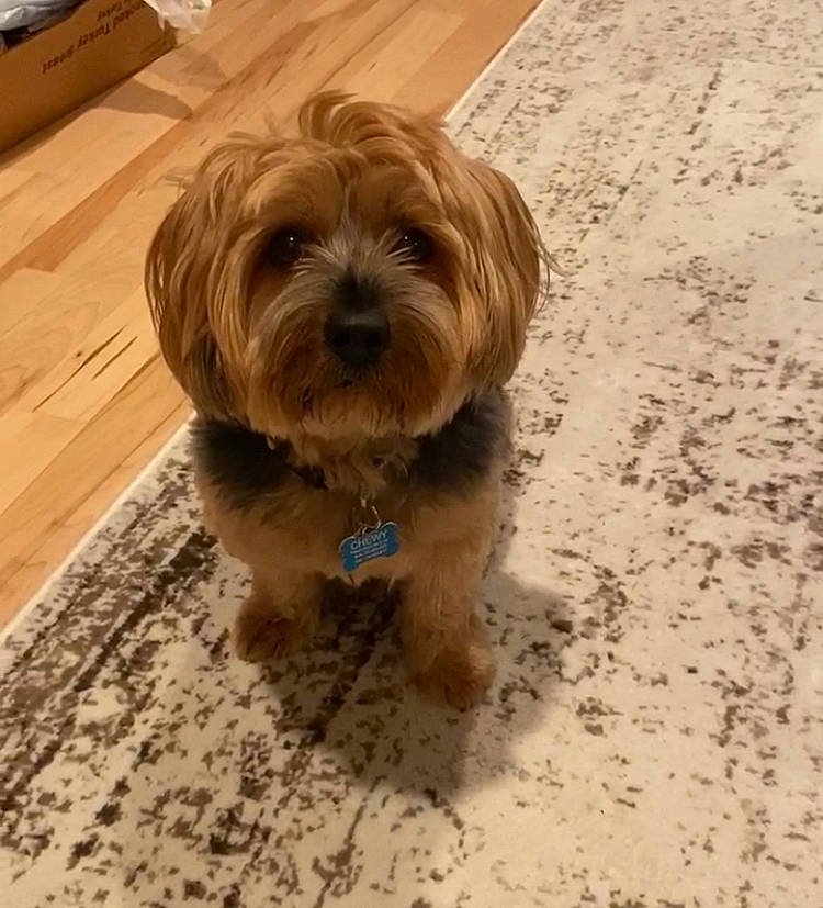 Chewy joined the competition — help win amazing prizes! canidae, carnivore, companion_dog, dog, dog_breed, fawn, flooring, fur, hardwood, liver, plank, shih_tzu, small_terrier, snout, sporting_group, terrier, toy_dog, wood, wood_stain, working_animal
