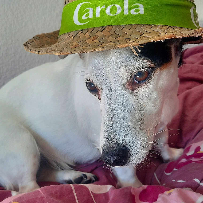 Denise participe au concours pour gagner de l'argent avec cette photo : animal, bed, blanket, brown_eyes, canine, close_up, cute, dog, domestic_animal, face, fur, hat, indoor, paw, pet, relaxed, resting, snout, straw_hat, white_dog