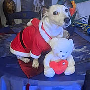 Denise a rejoint le concours — aidez-le/la à gagner de superbes lots ! dog, santa_claus_costume, teddy_bear, red_heart, table, curtains, heart_shaped_tie, vase, flowers, chair, indoor, home_decor, window, plant, fabric, wooden_floor, pet, stuffed_animal, holiday, festive