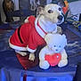 dog, santa_claus_costume, teddy_bear, red_heart, table, curtains, heart_shaped_tie, vase, flowers, chair, indoor, home_decor, window, plant, fabric, wooden_floor, pet, stuffed_animal, holiday, festive