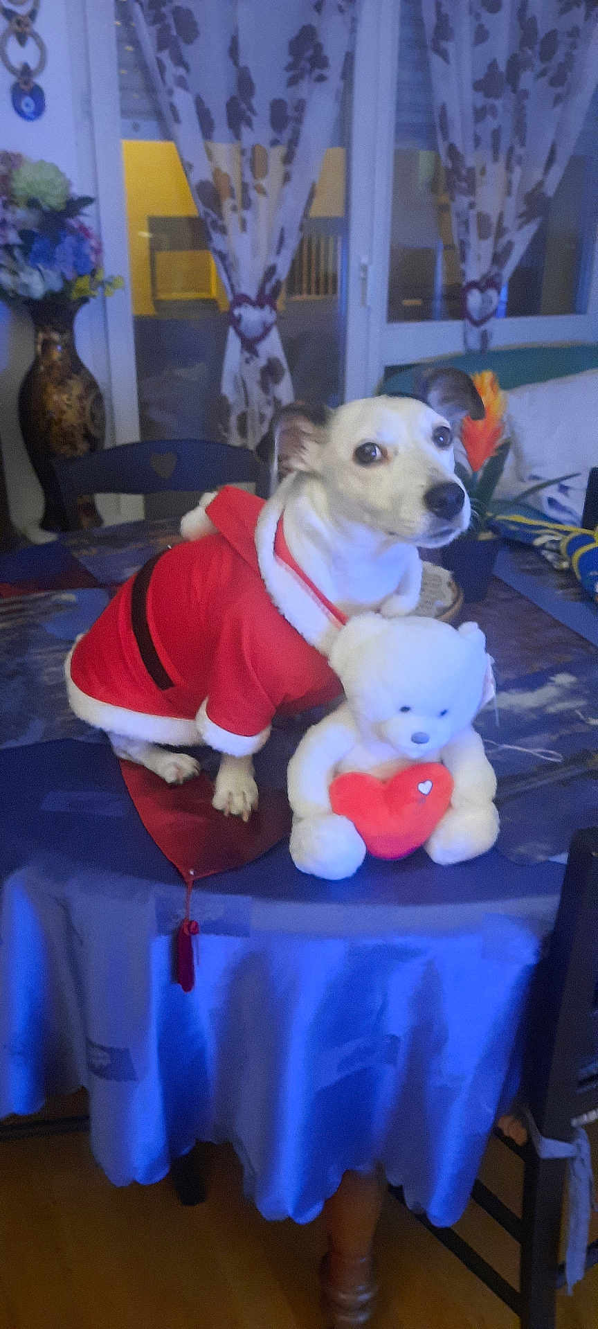 Denise a rejoint le concours — aidez-le/la à gagner de superbes lots ! dog, santa_claus_costume, teddy_bear, red_heart, table, curtains, heart_shaped_tie, vase, flowers, chair, indoor, home_decor, window, plant, fabric, wooden_floor, pet, stuffed_animal, holiday, festive