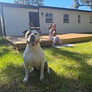 Zeus is registered to the contest to win money with this photo: dog, grass, outdoor, smiling, sunlight, person, blurred_background, deck, wood, house, window, door, tree, shadow, happy, sitting, pet, nature, daytime, yard