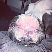Smoke joined the competition — help win amazing prizes! dog, close_up, upside_down, nose, mouth, pet, animal, lying_down, relaxed, indoor, fur, whiskers, snout, sleeping, cute, domestic_animal, resting, pink_nose, black_nose, soft_surface