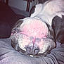 dog, close_up, upside_down, nose, mouth, pet, animal, lying_down, relaxed, indoor, fur, whiskers, snout, sleeping, cute, domestic_animal, resting, pink_nose, black_nose, soft_surface