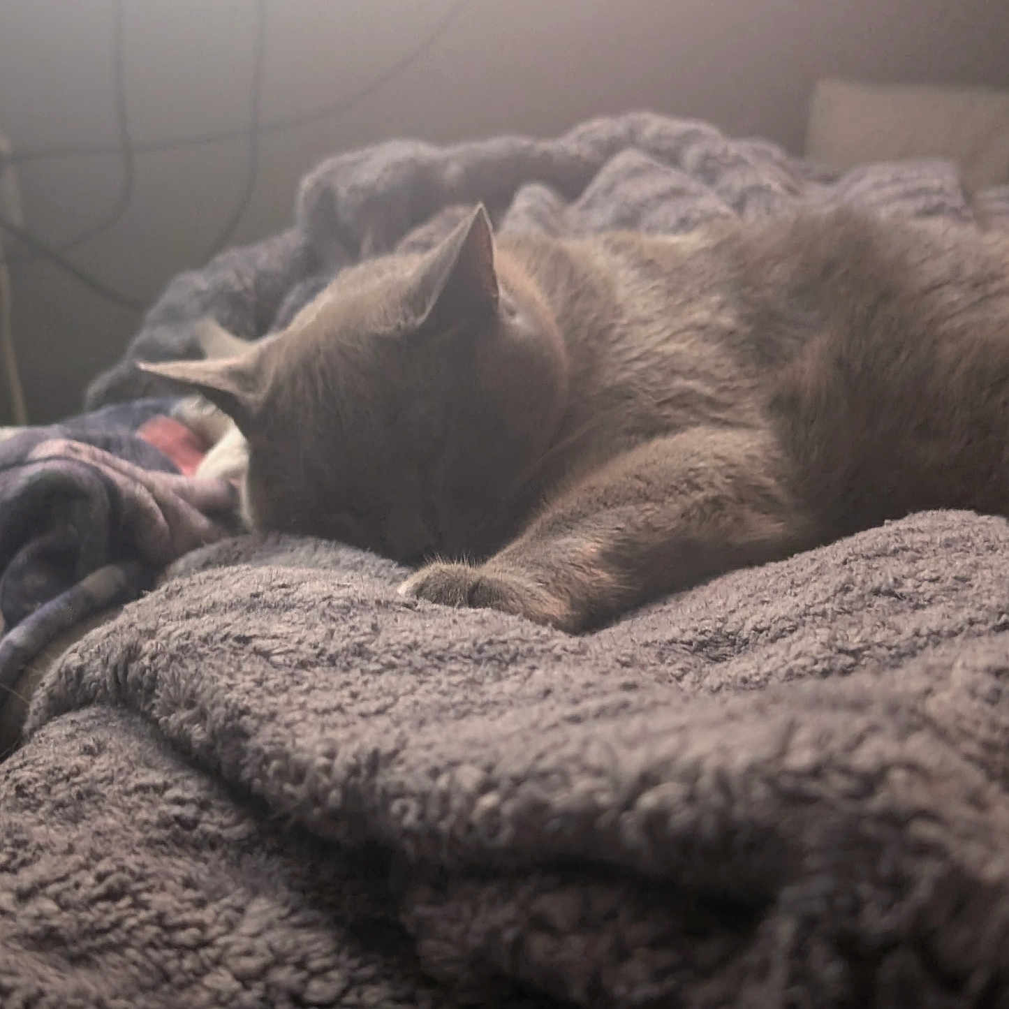 Bean