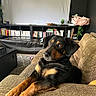 dog, black_and_tan, rottweiler_mix, pet, portrait, couch, living_room, bookshelf, books, indoor, sitting, lying_down, paws, long_legs, floppy_ears, brown_eyes, black_fur, tan_markings, home_decor, cozy