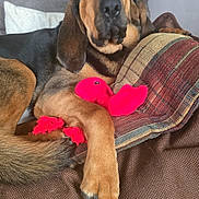 Sadie is registered to the contest to win money with this photo: dog, couch, plush_toy, red_toy, pillow, blanket, indoor, pet, relaxed, canine, fur, paw, ears, nose, snout, home, comfortable, resting, brown, black
