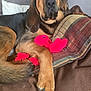 dog, couch, plush_toy, red_toy, pillow, blanket, indoor, pet, relaxed, canine, fur, paw, ears, nose, snout, home, comfortable, resting, brown, black