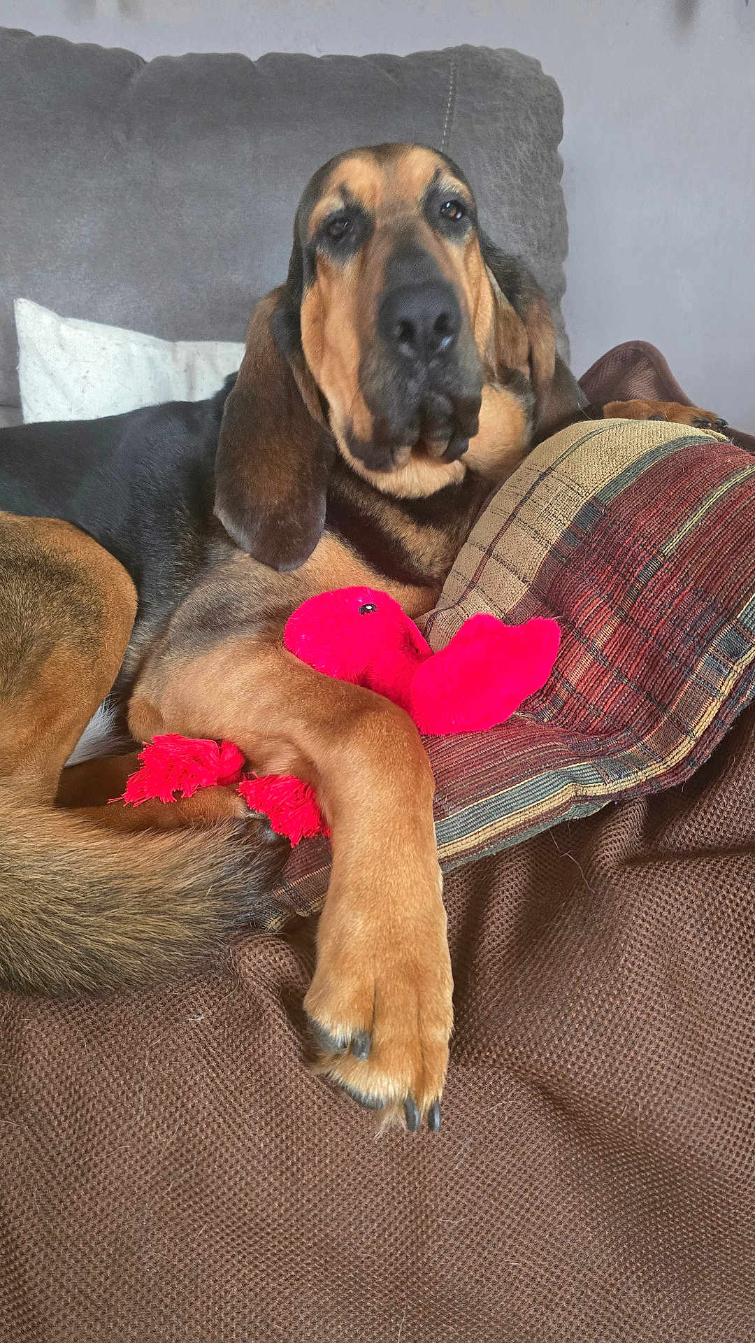 Sadie