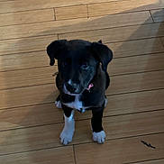 Cici is registered to the contest to win money with this photo: puppy, dog, black_and_white, sitting, wooden_floor, indoor, pet, young, canine, collar, cute, animal, looking_up, flooring, small, domestic_animal, adorable, young_dog, fur, companion
