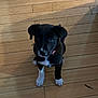 puppy, dog, black_and_white, sitting, wooden_floor, indoor, pet, young, canine, collar, cute, animal, looking_up, flooring, small, domestic_animal, adorable, young_dog, fur, companion
