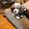 dog, puppy, curly_hair, brown_and_white, pet, jersey, sports_fan, football, philadelphia_eagles, sitting, lounging, ottoman, living_room, coffee_table, sofa, rug, wooden_floor, indoor, portrait, cute