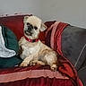Lardon participe au concours pour gagner de l'argent avec cette photo : animal, blanket, companion, couch, cozy, curious, cute, dog, domestic_animal, fur, furniture, head_tilt, home, indoor, living_room, pet, red_collar, relaxed, resting, small_dog