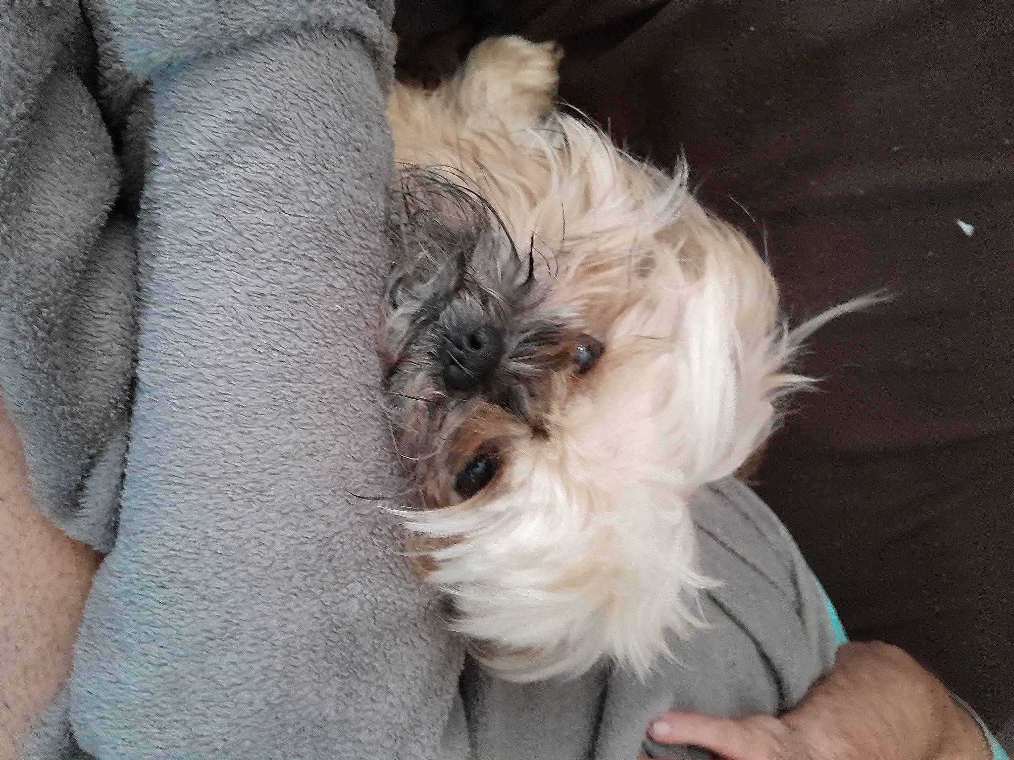 Lardon participe au concours pour gagner de l'argent avec cette photo : canidae, carnivore, comfort, companion_dog, dog, dog_breed, dog_supply, ear, fawn, fur, hand, nap, non_sporting_group, sleeve, small_terrier, snout, sporting_group, terrier, toy_dog, wrist