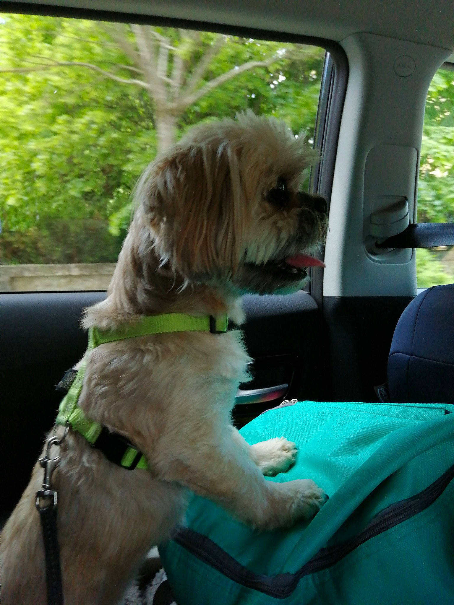 Lardon participe au concours pour gagner de l'argent avec cette photo : auto_part, car, car_seat, carnivore, collar, companion_dog, dog, dog_breed, dog_collar, family_car, fawn, liver, motor_vehicle, small_terrier, sporting_group, terrier, toy_dog, vehicle, vehicle_door, working_animal