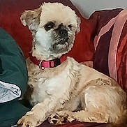 Lardon participe au concours pour gagner de l'argent avec cette photo : animal, canine, collar, companion, couch, cozy, dog, domestic_animal, fur, furniture, home, indoor, looking_away, mammal, paw, pet, red_collar, relaxed, resting, small_dog