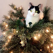 Louis is registered to the contest to win money with this photo: animal, black_and_white, cat, christmas_tree, curious, cute, decorations, feline, festive, glowing, green_eyes, holiday, home, indoor, lights, mischievous, pet, pine_needles, tree_branches, whiskers