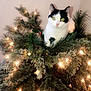 animal, black_and_white, cat, christmas_tree, curious, cute, decorations, feline, festive, glowing, green_eyes, holiday, home, indoor, lights, mischievous, pet, pine_needles, tree_branches, whiskers