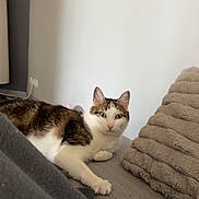 Rayou participe au concours pour gagner de l'argent avec cette photo : cat, animal, pet, indoor, relaxed, lying_down, feline, green_eyes, plush_pillow, gray_surface, cozy, neutral_colors, soft_lighting, fur, whiskers, ears, cute, domestic_cat, resting, home