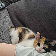 Tashy participe au concours pour gagner de l'argent avec cette photo : kitten, calico, cat, couch, cushion, remote_control, arm, relaxing, indoor, pet, furry, cute, young, cozy, soft, resting, curious, animal, home, companion