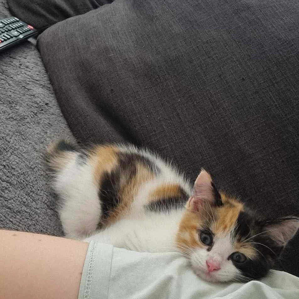 Tashy participe au concours pour gagner de l'argent avec cette photo : animal, arm, calico, cat, companion, couch, cozy, curious, cushion, cute, furry, home, indoor, kitten, pet, relaxing, remote_control, resting, soft, young