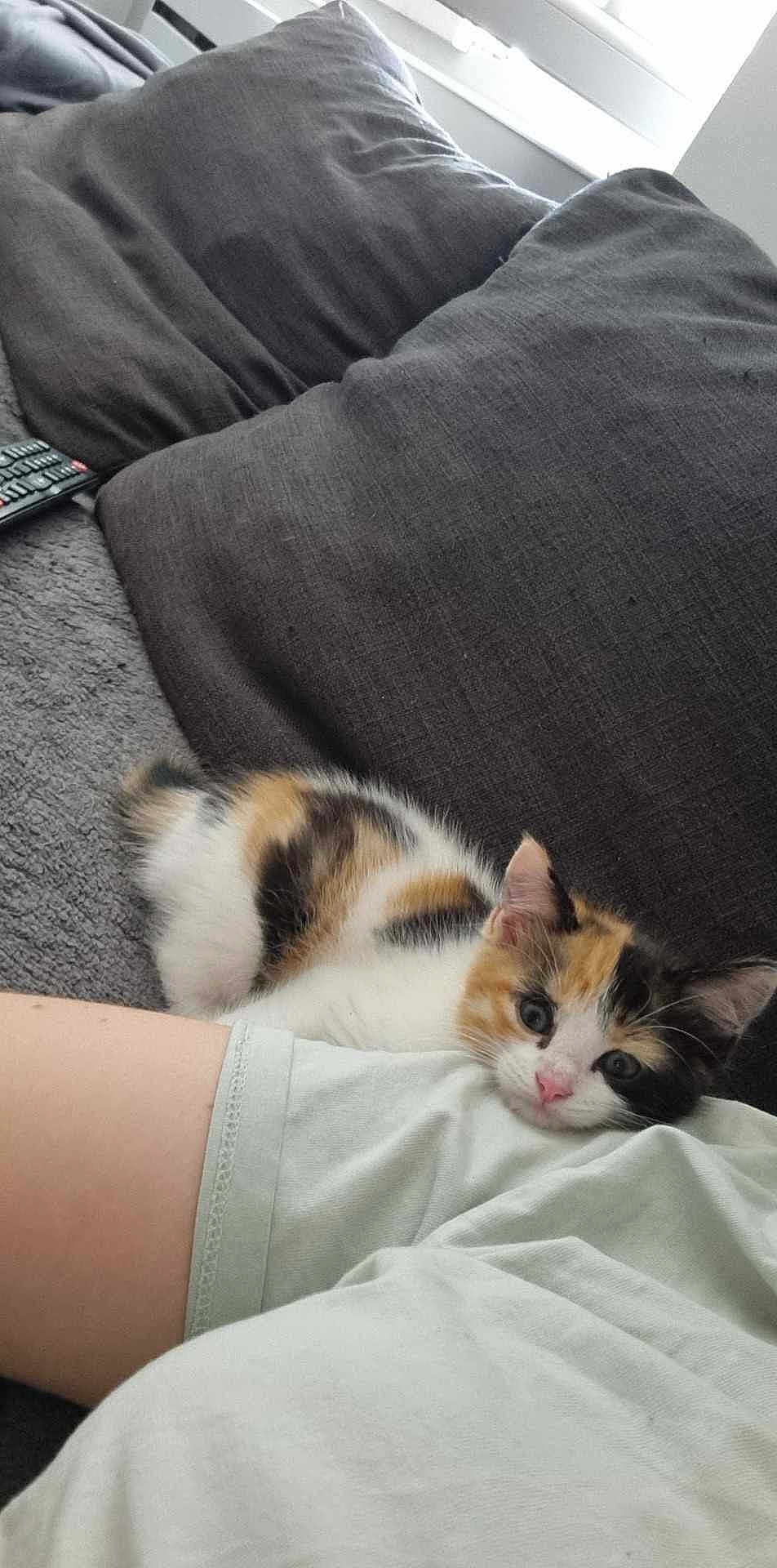 Tashy participe au concours pour gagner de l'argent avec cette photo : kitten, calico, cat, couch, cushion, remote_control, arm, relaxing, indoor, pet, furry, cute, young, cozy, soft, resting, curious, animal, home, companion
