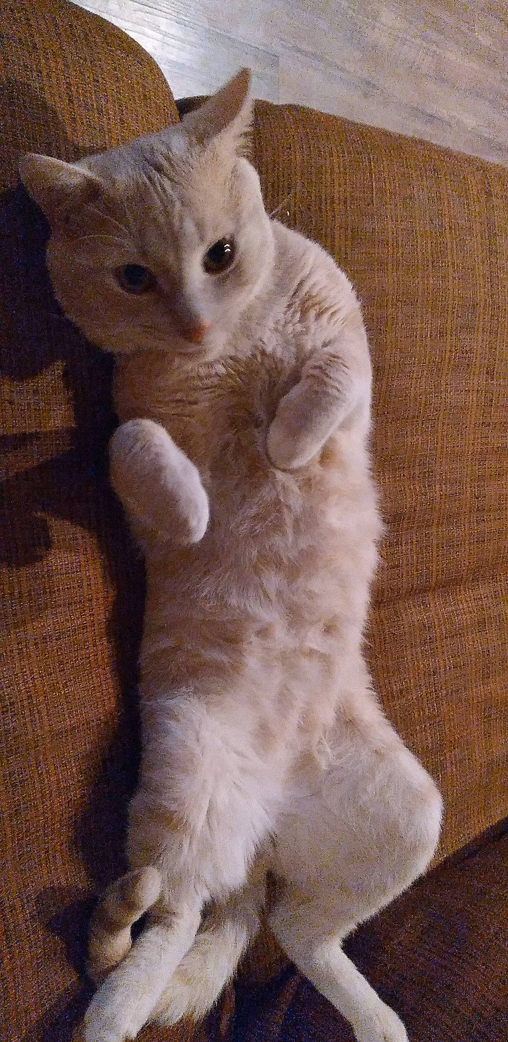 Mr. Meow joined the competition — help win amazing prizes! balinese, carnivore, cat, claw, comfort, domestic_short_haired_cat, fawn, felidae, flooring, foot, fur, paw, small_to_medium_sized_cats, snout, tail, terrestrial_animal, whiskers, wood