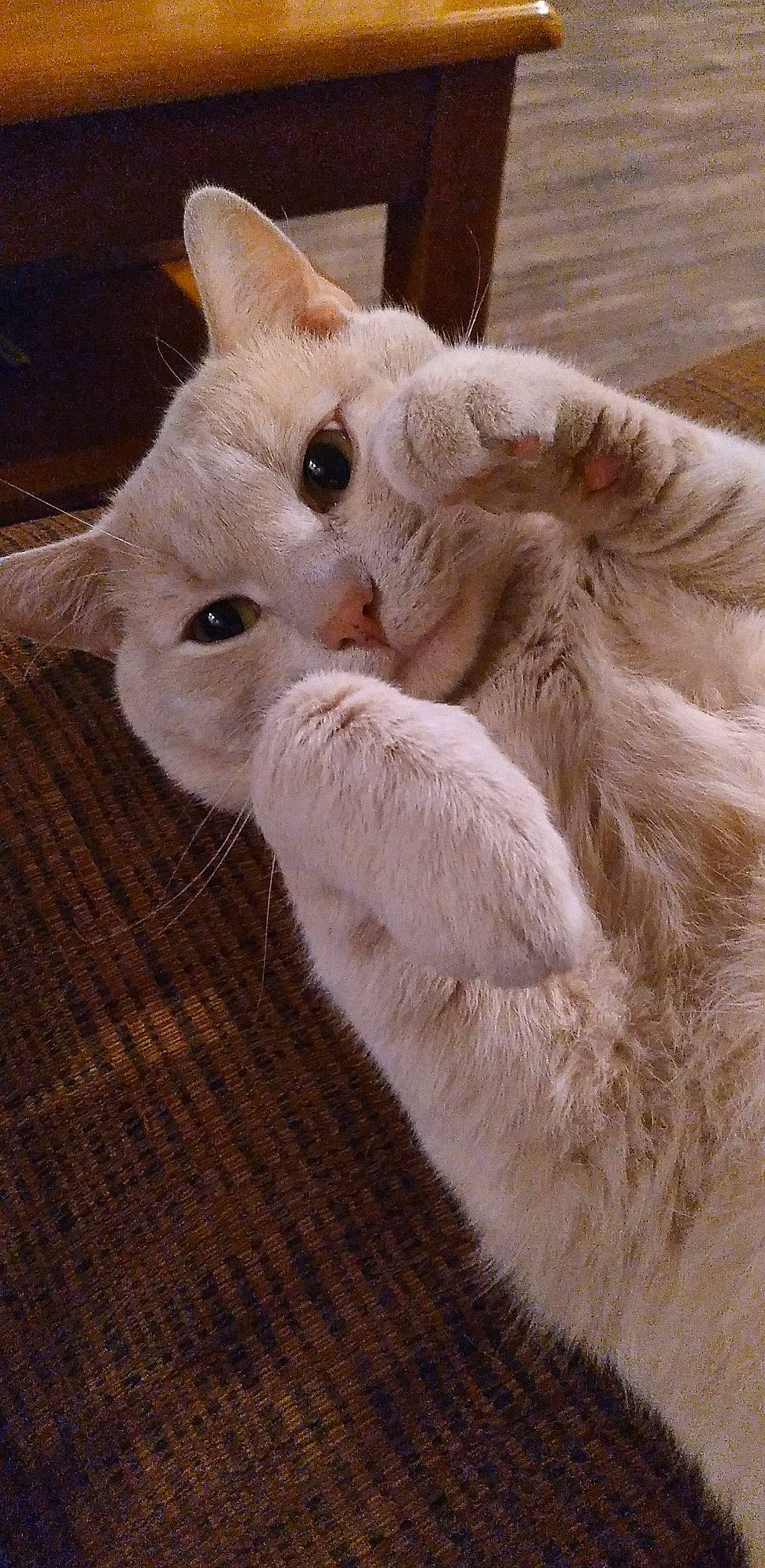 Mr. Meow is registered to the contest to win money with this photo: carnivore, cat, claw, domestic_short_haired_cat, ear, eye, fawn, felidae, fur, hardwood, paw, small_to_medium_sized_cats, snout, tail, whiskers, wood