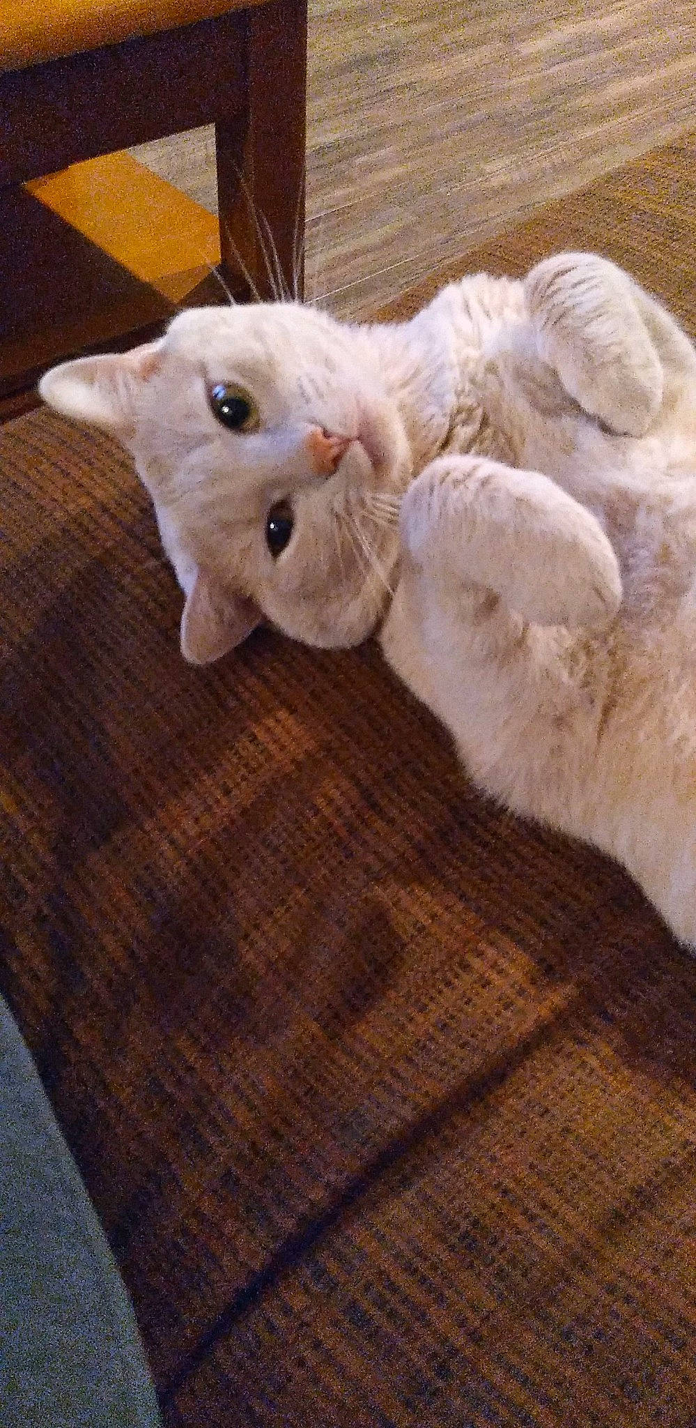 Mr. Meow is registered to the contest to win money with this photo: carnivore, cat, claw, comfort, domestic_short_haired_cat, fawn, felidae, flooring, foot, fur, hardwood, paw, small_to_medium_sized_cats, snout, tail, whiskers, wood, wood_flooring